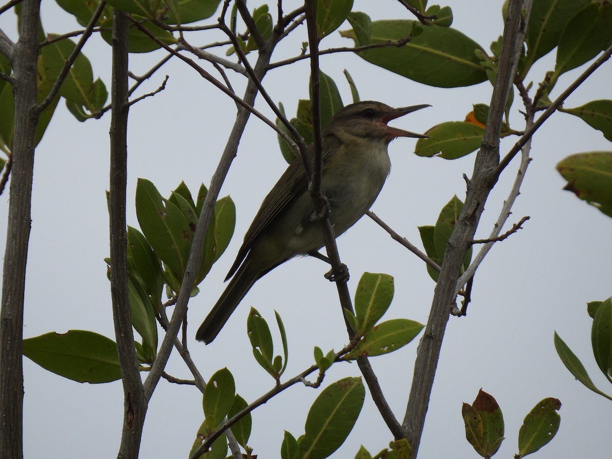 Black-whiskered Vireo - ML159753171