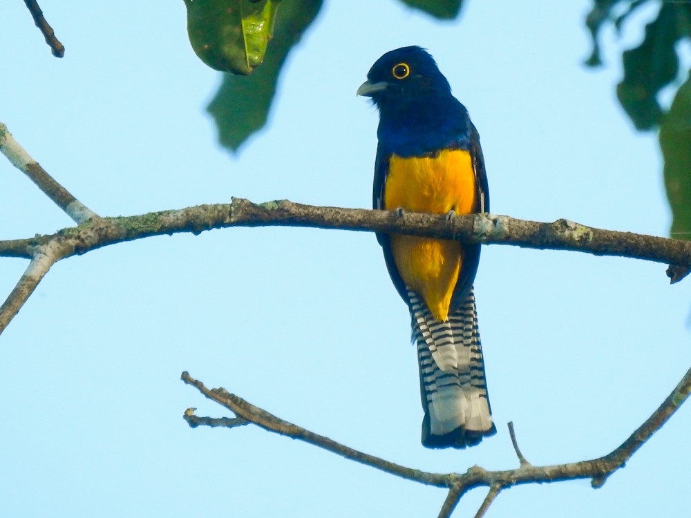 Trogon d'Amazonie - ML159753511