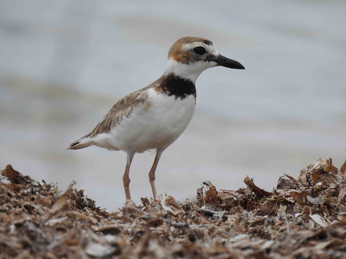 Wilson txirritxoa - ML159753711