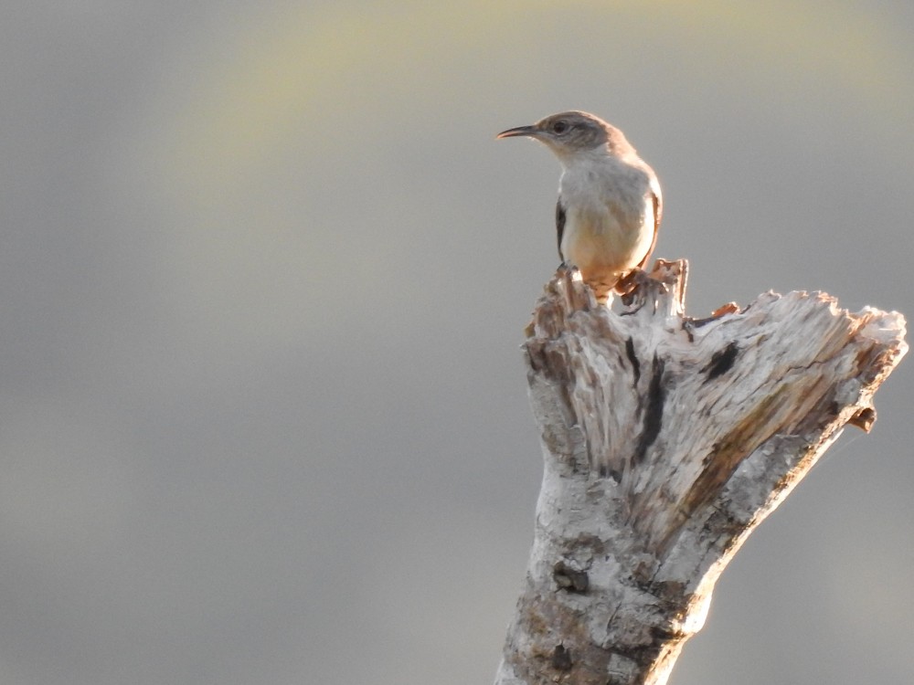 Tooth-billed Wren - ML159753721