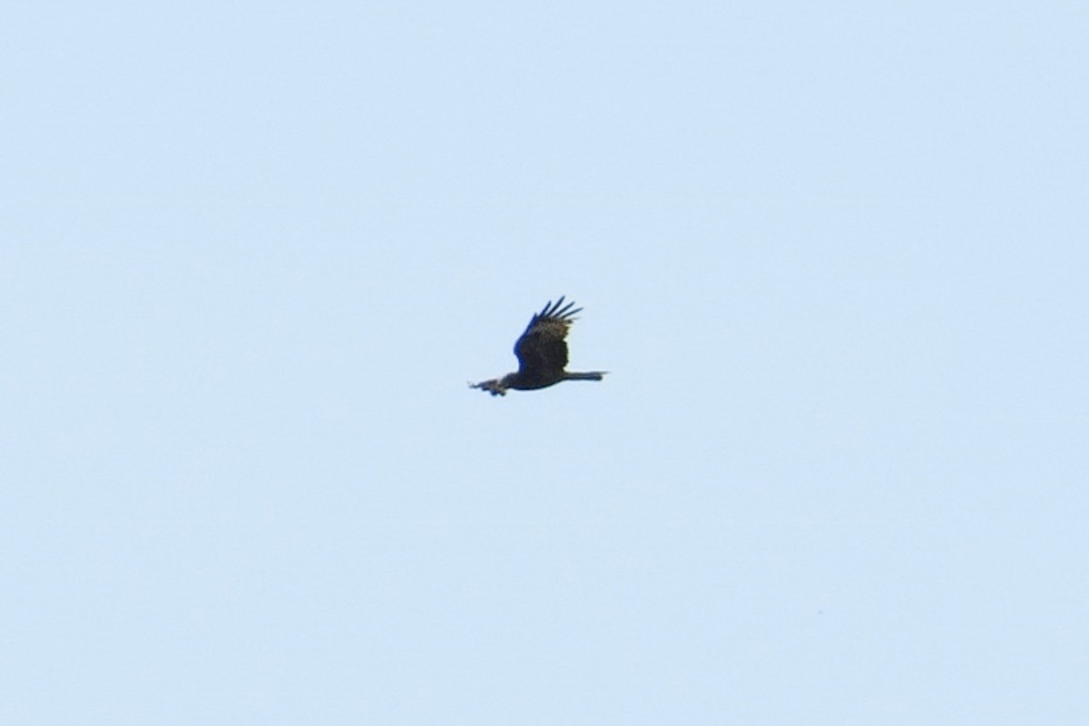 Square-tailed Kite - ML159754281