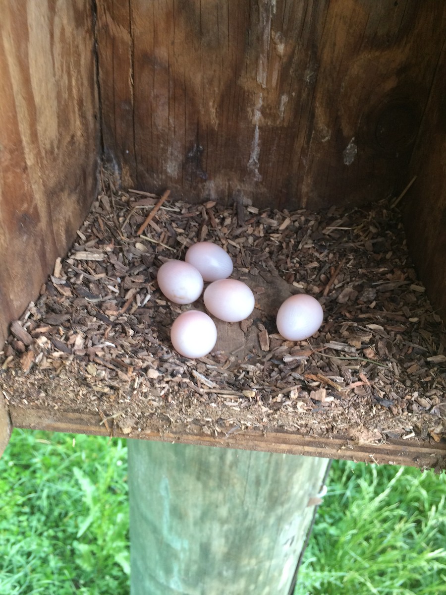 Northern Flicker - Matt Gingerich