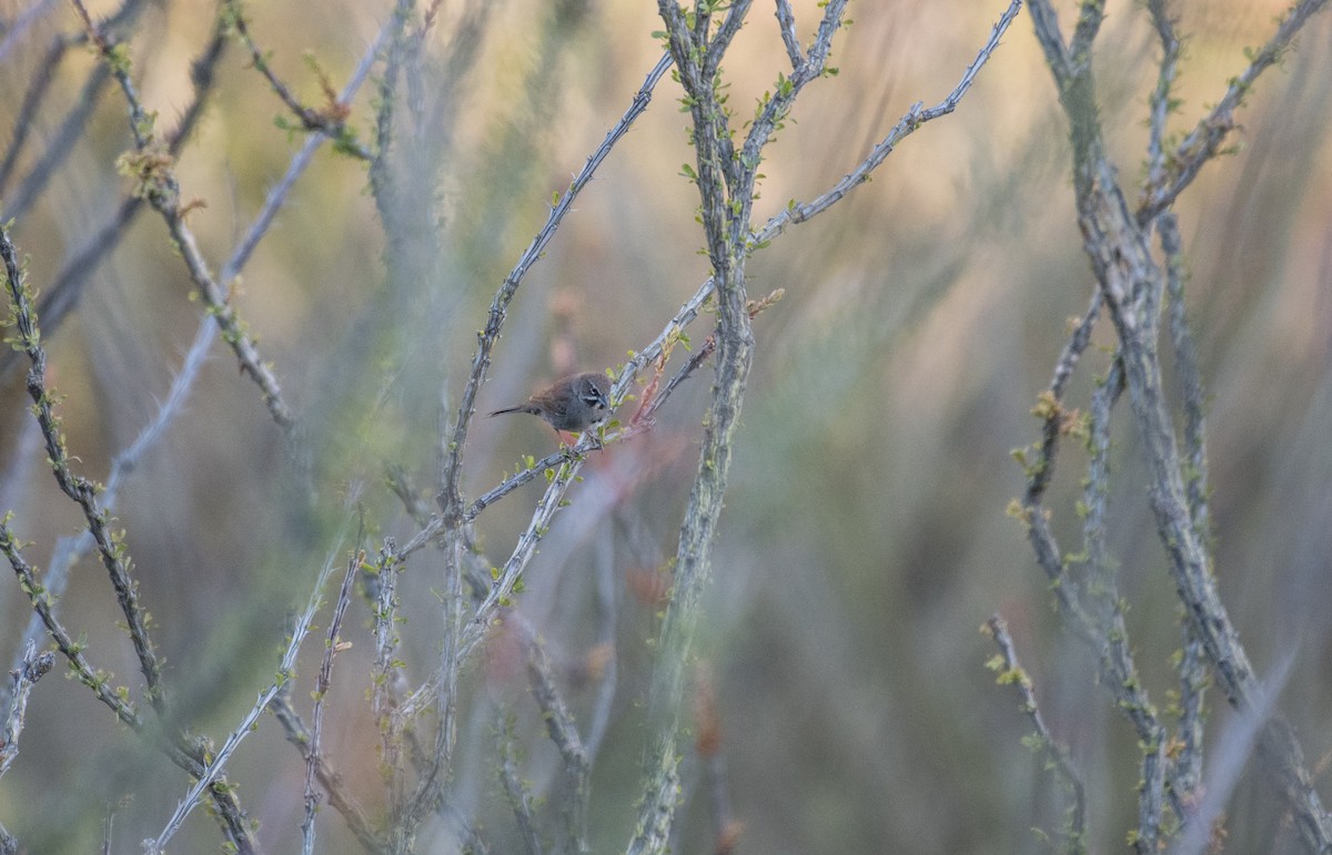 Five-striped Sparrow - ML159755491