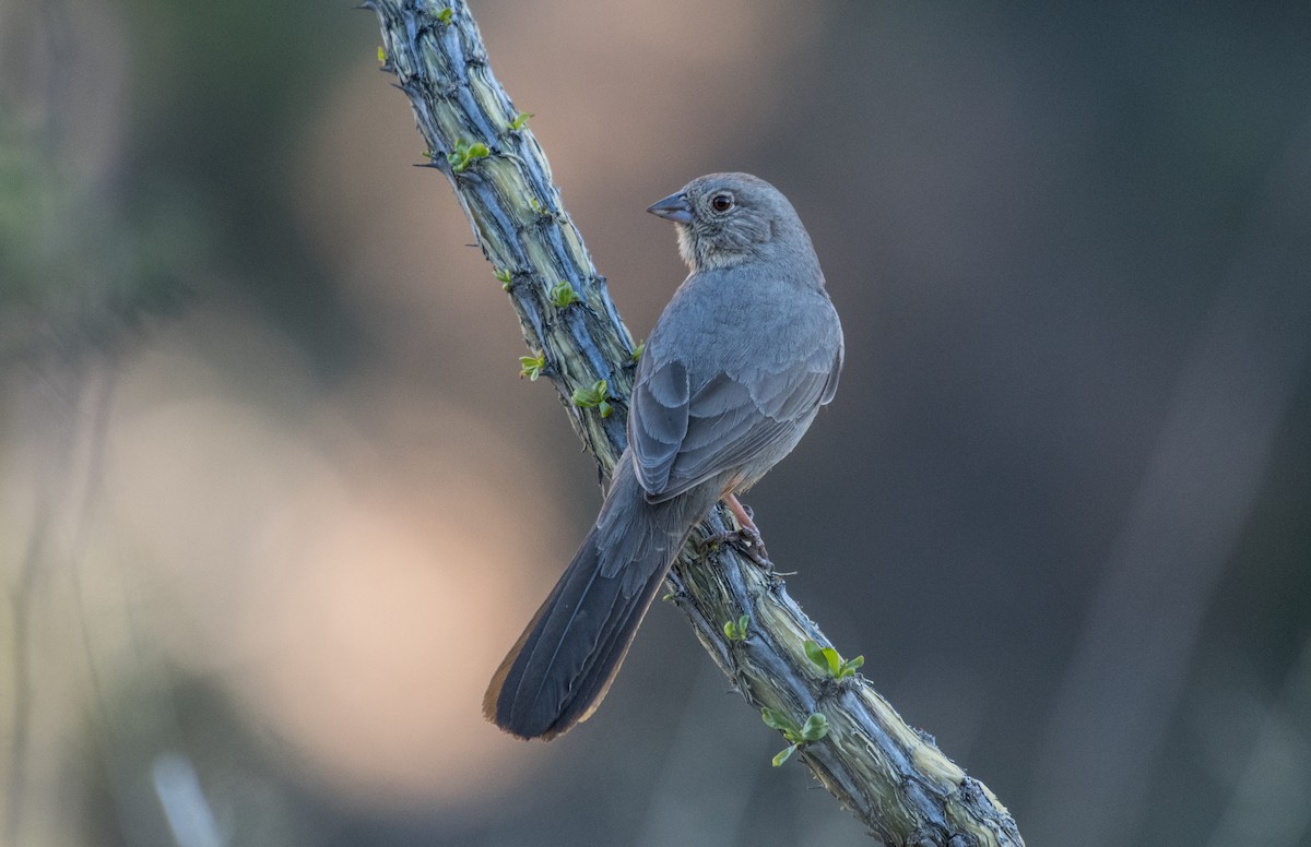 Canyon Towhee - ML159755561