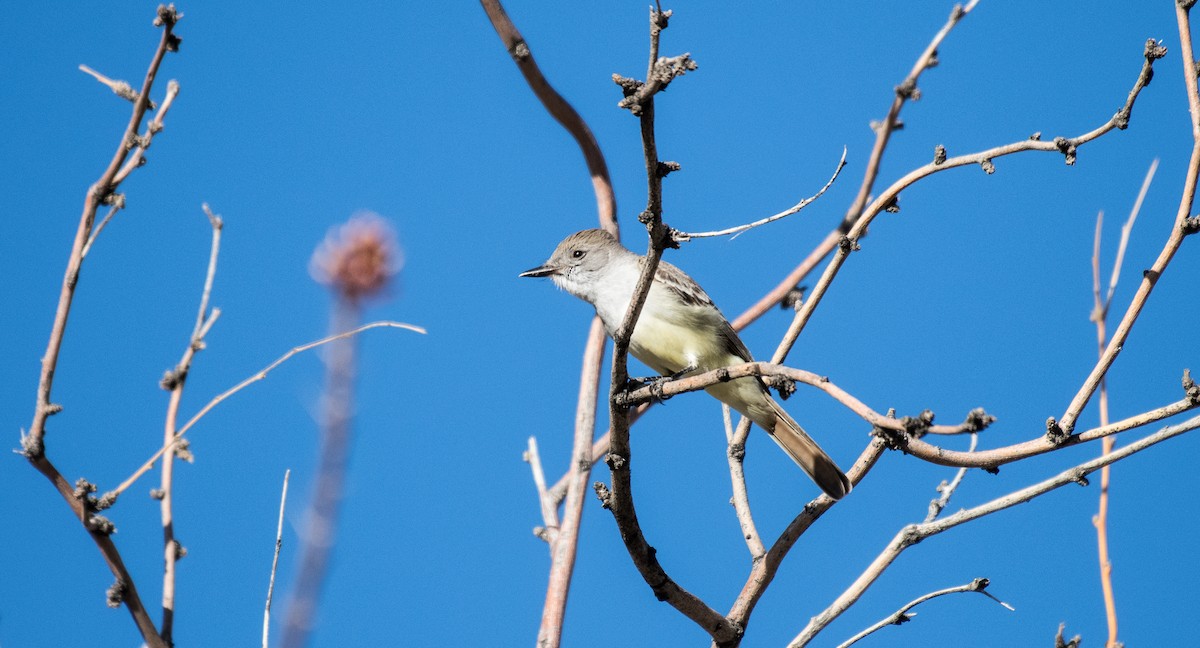 Ash-throated Flycatcher - ML159755621