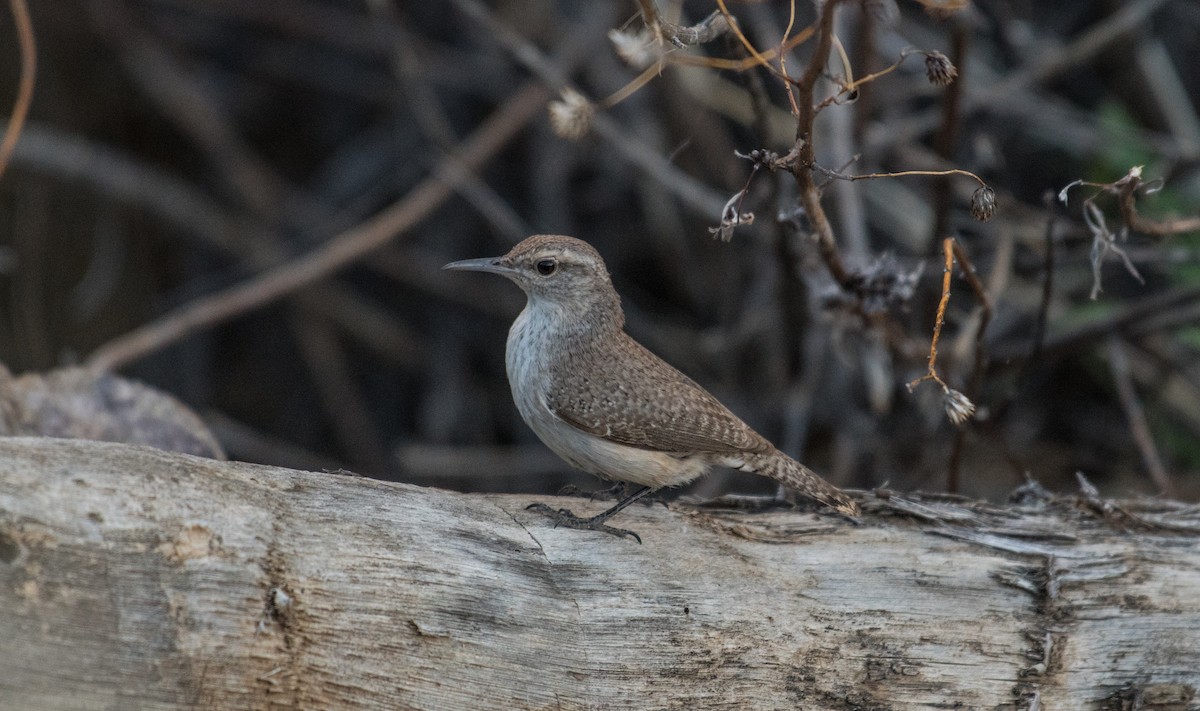 Rock Wren - ML159755641