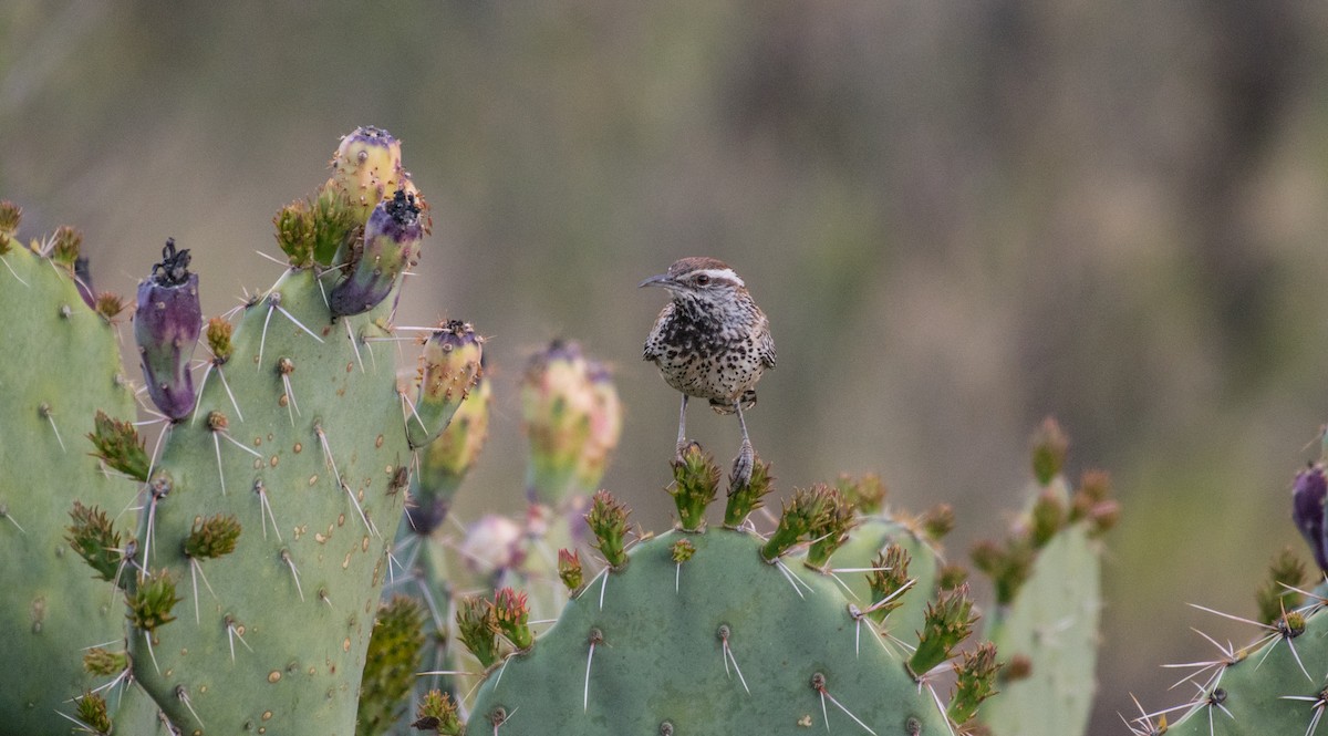 Cactus Wren - Simon Boivin