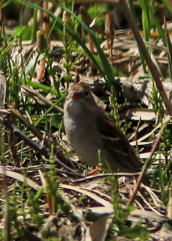 Field Sparrow - ML159756331