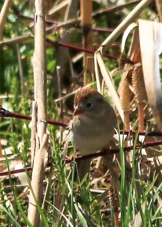 Field Sparrow - ML159756341