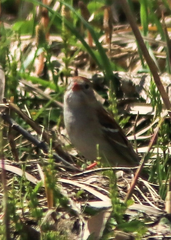 Field Sparrow - ML159756351