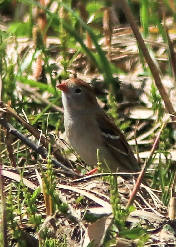 Field Sparrow - ML159756371