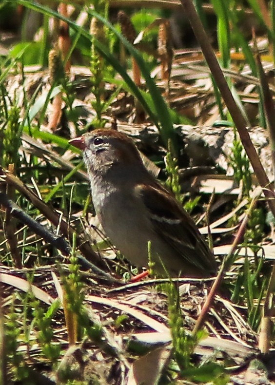 Field Sparrow - ML159756391