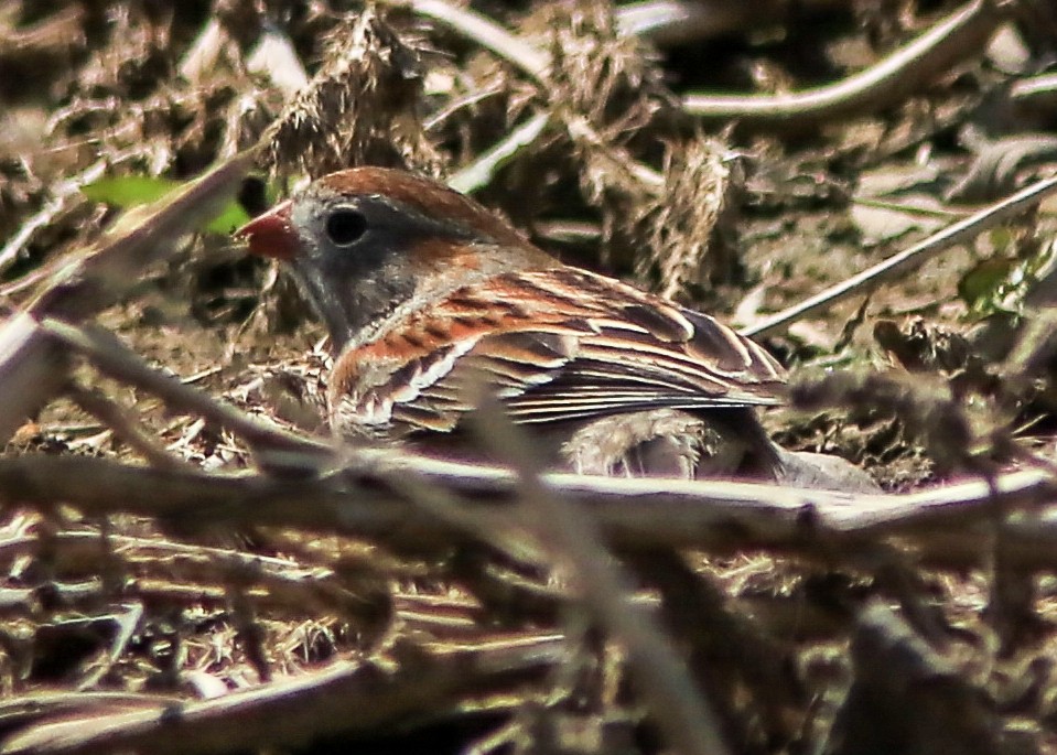 Field Sparrow - ML159756411