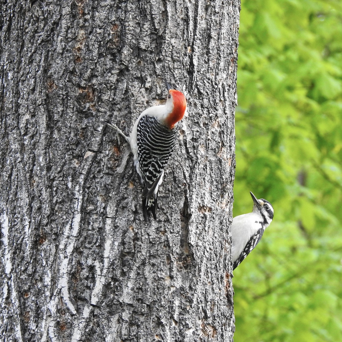 Hairy Woodpecker - ML159757751