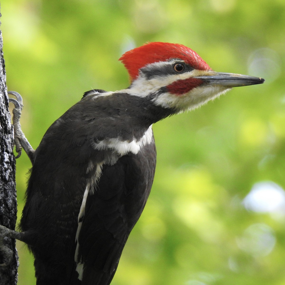 Pileated Woodpecker - ML159757841