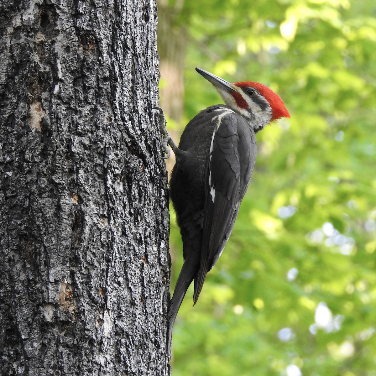 Pileated Woodpecker - ML159757851