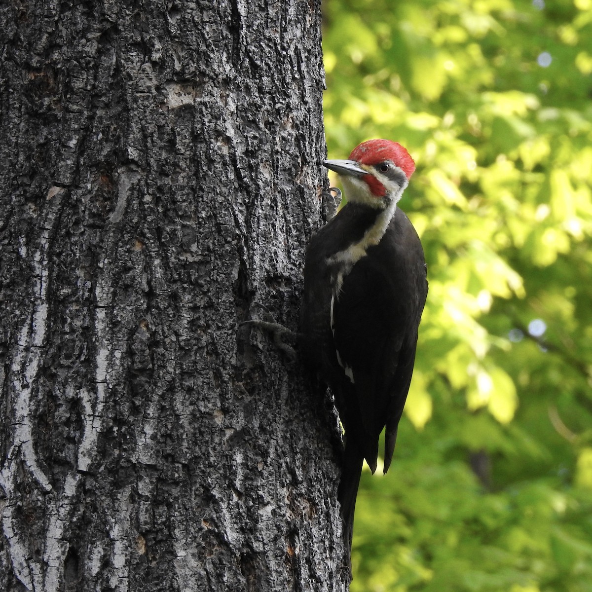 Pileated Woodpecker - ML159757871