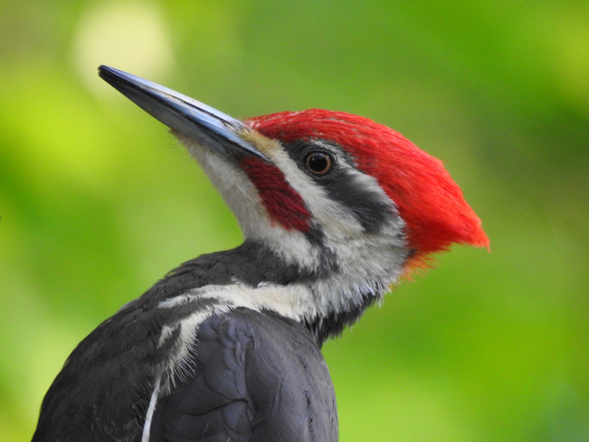 Pileated Woodpecker - ML159757891