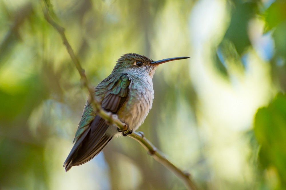 White-bellied Hummingbird - Joao Quental JQuental