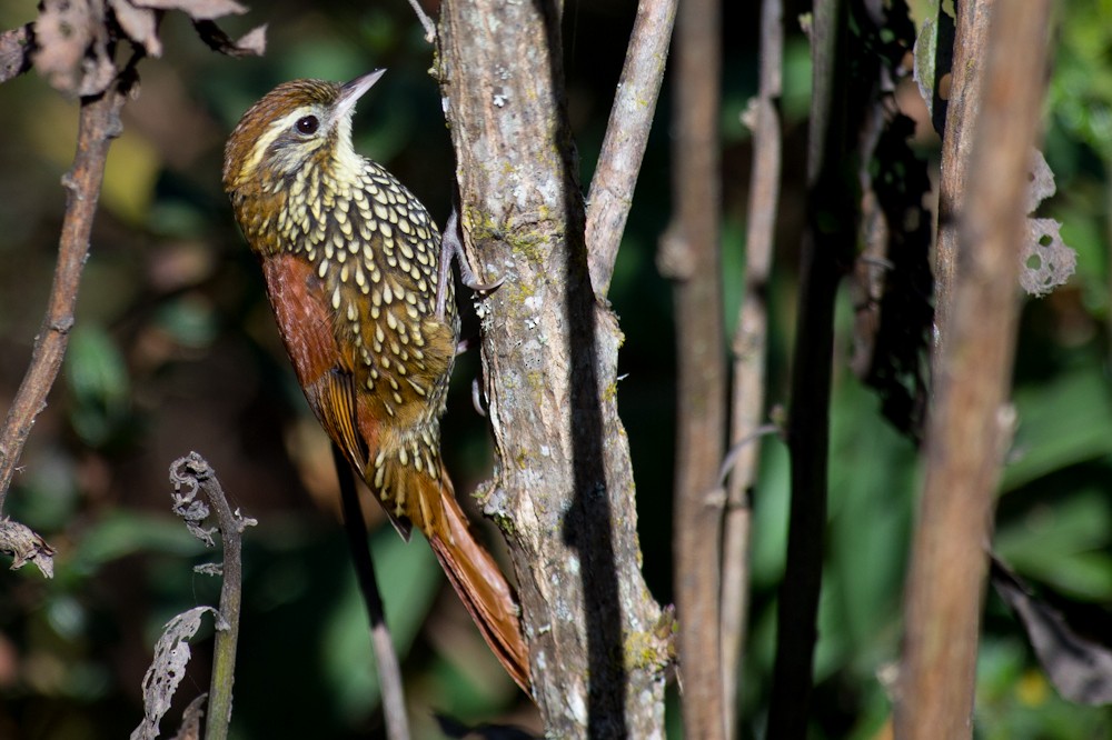 Pearled Treerunner - Joao Quental JQuental