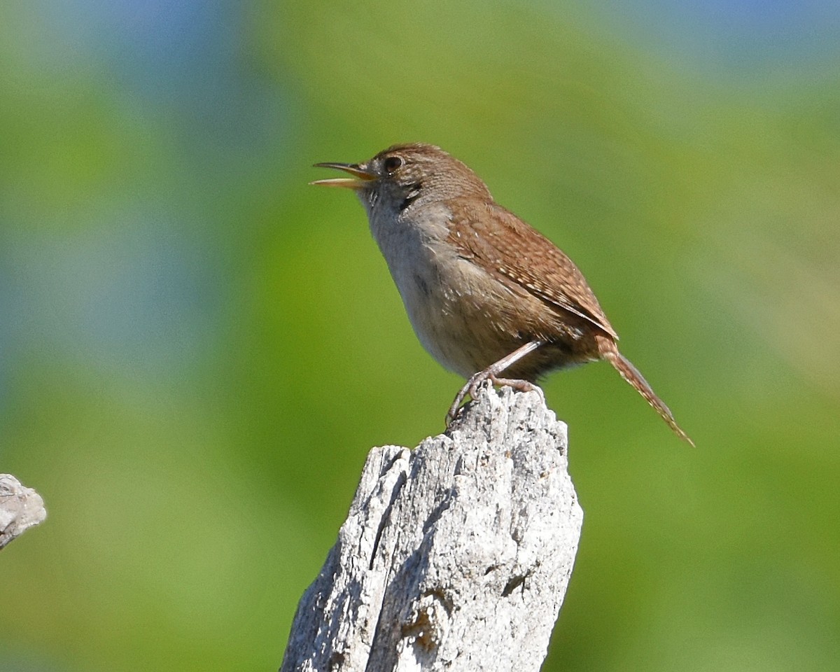 House Wren - Brian Hicks