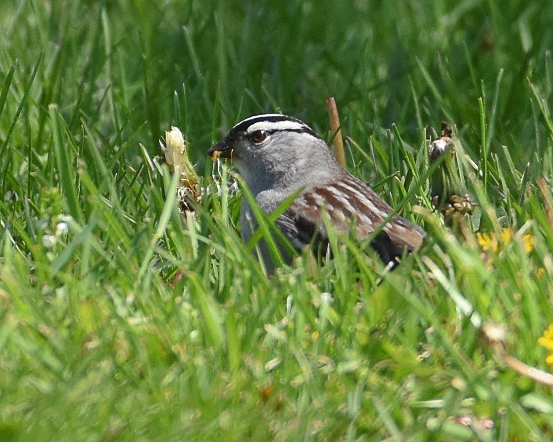 White-crowned Sparrow - Brian Hicks