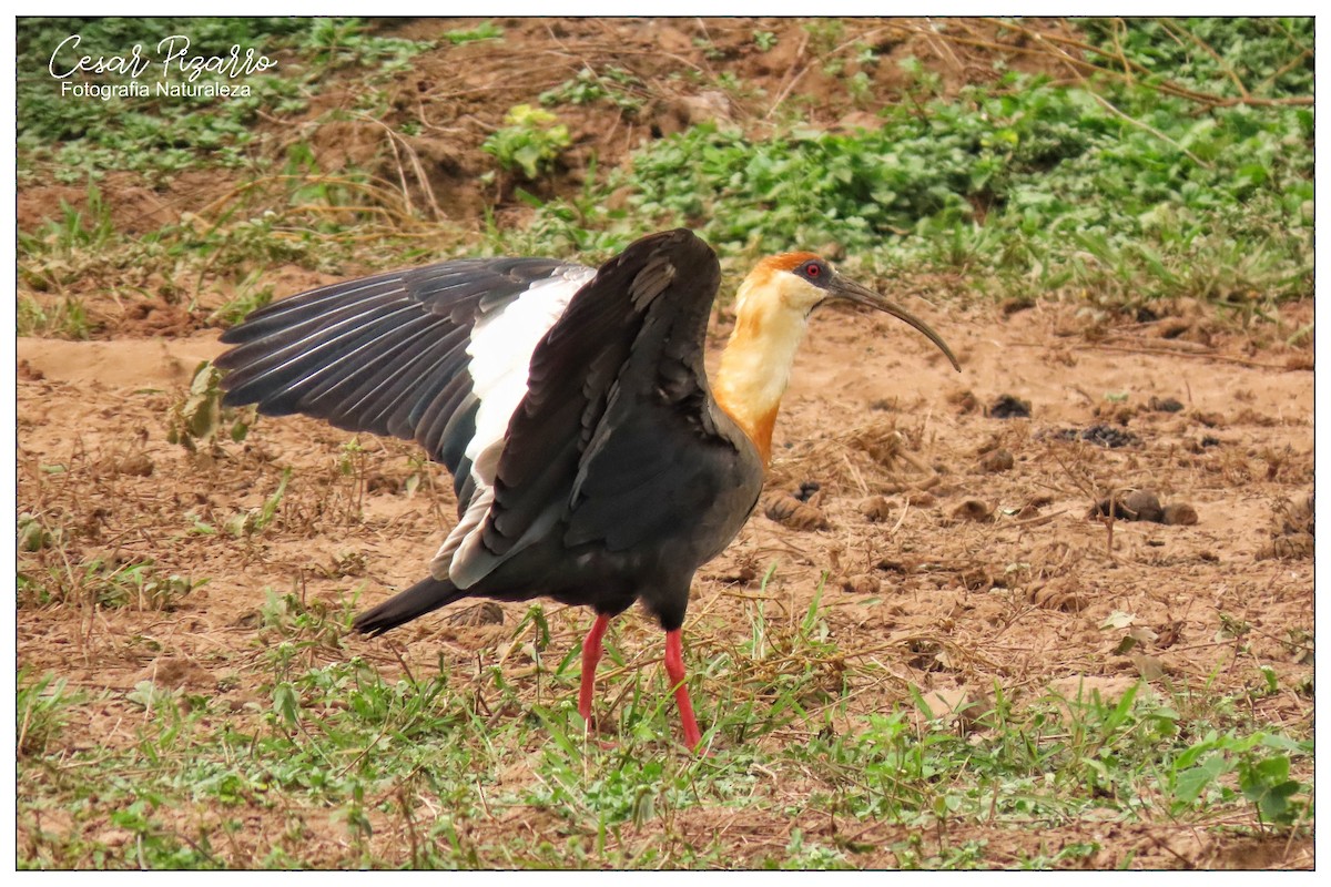 Buff-necked Ibis - ML159759781