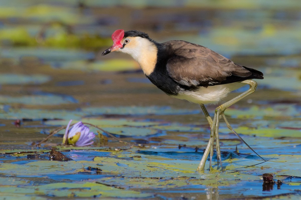 Comb-crested Jacana - ML159760161