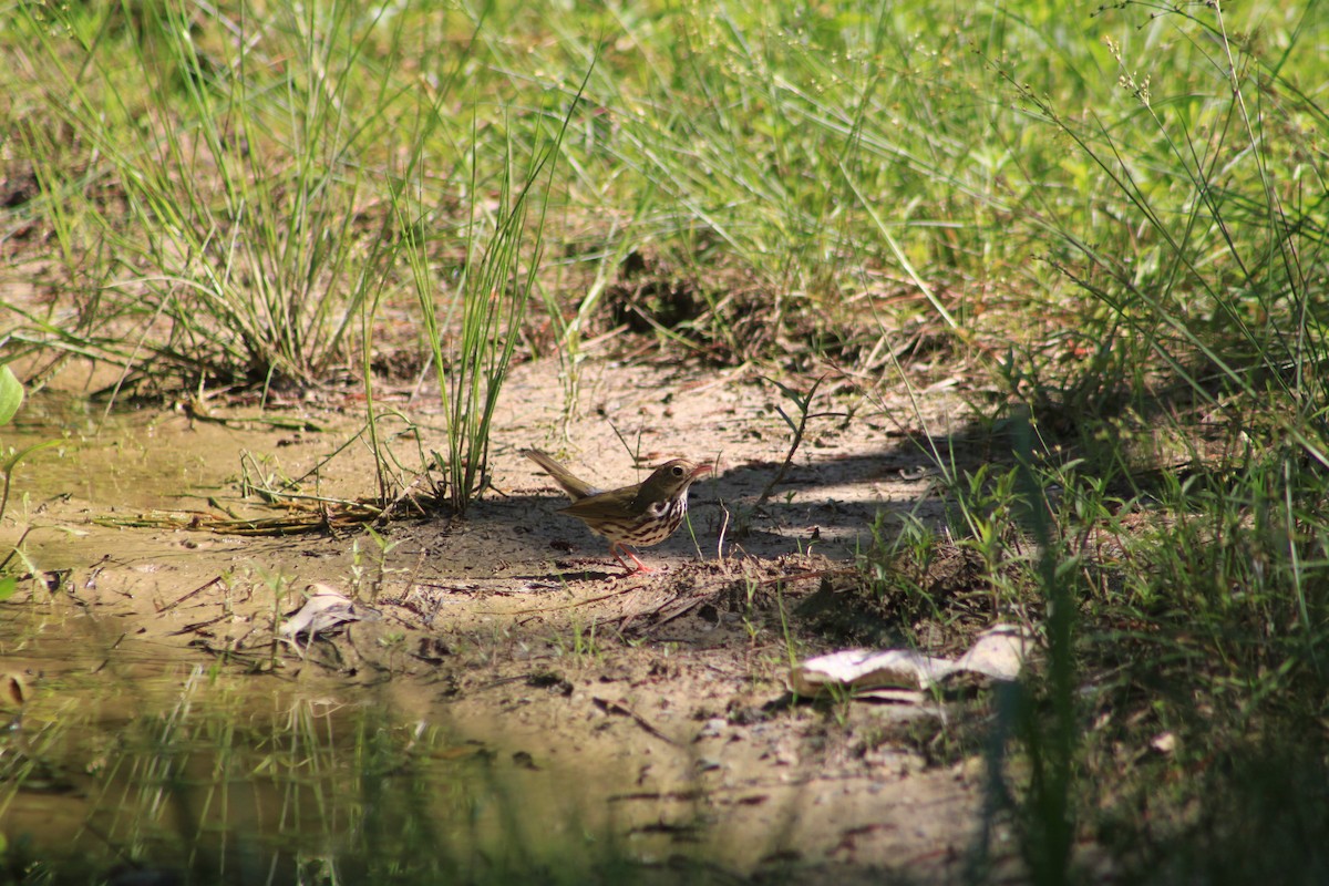 Ovenbird - ML159760171