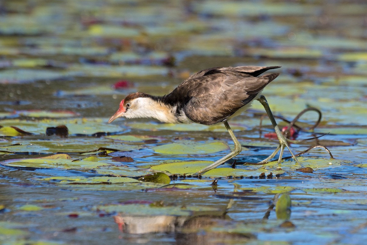 Comb-crested Jacana - ML159760231