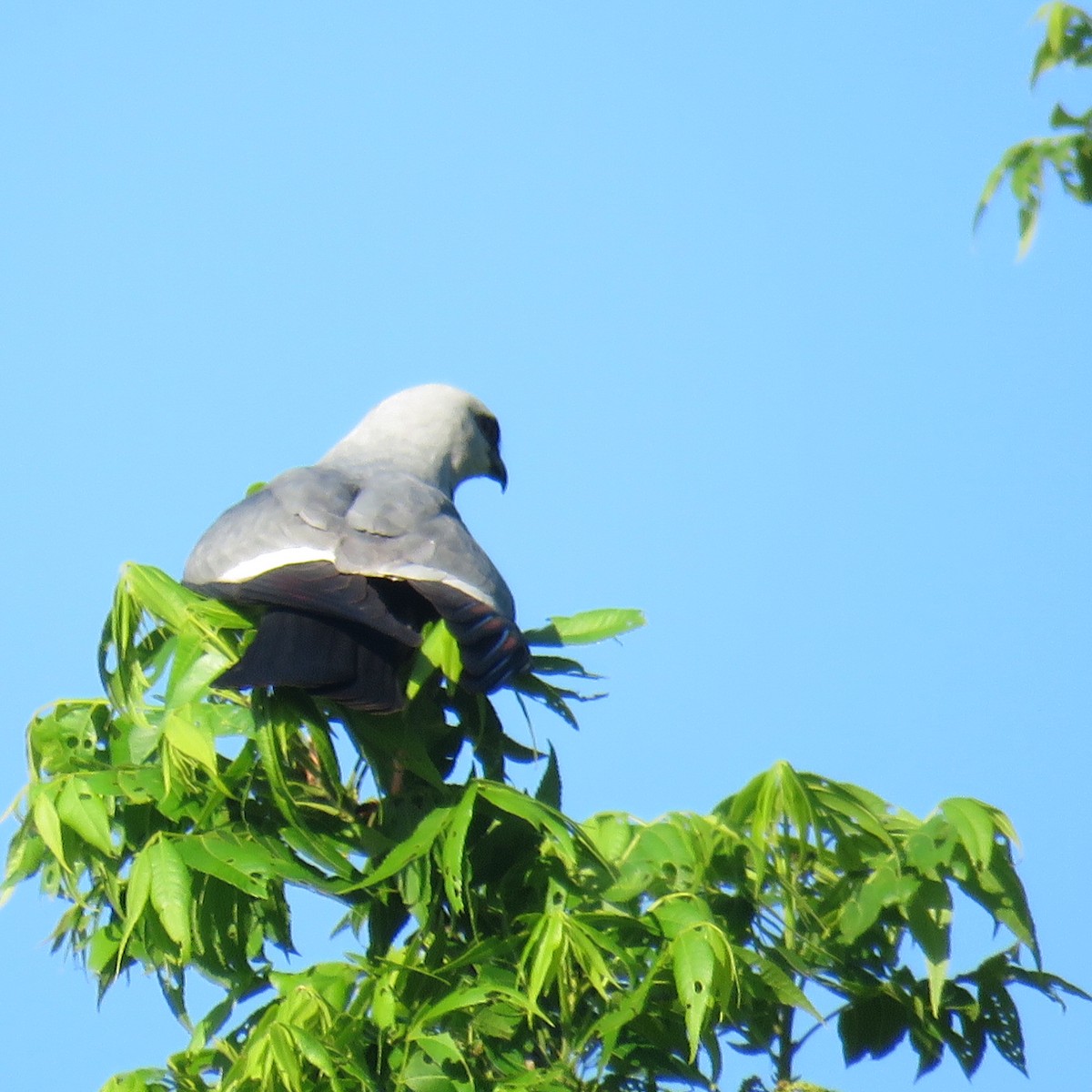 Mississippi Kite - ML159760381