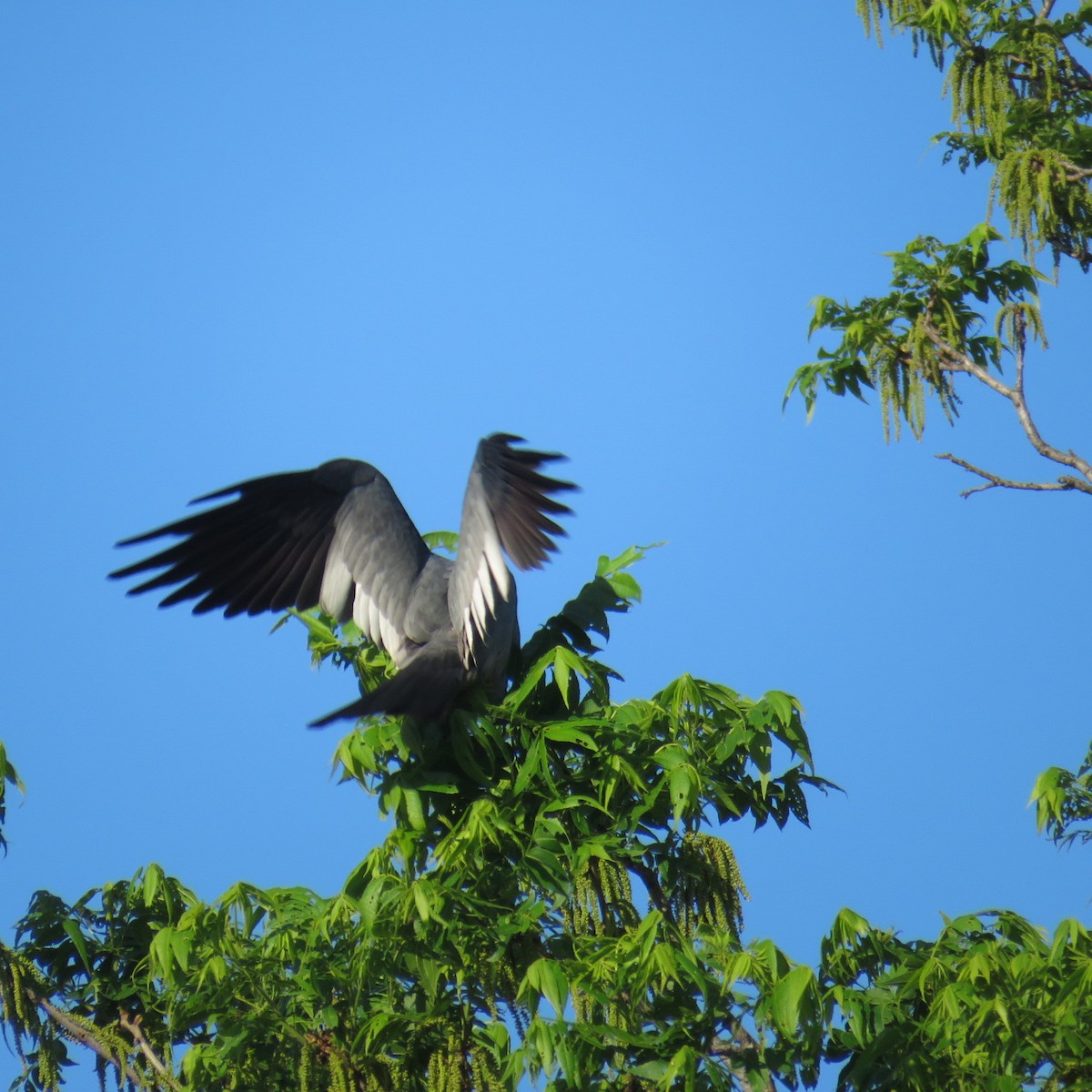 Mississippi Kite - ML159760391