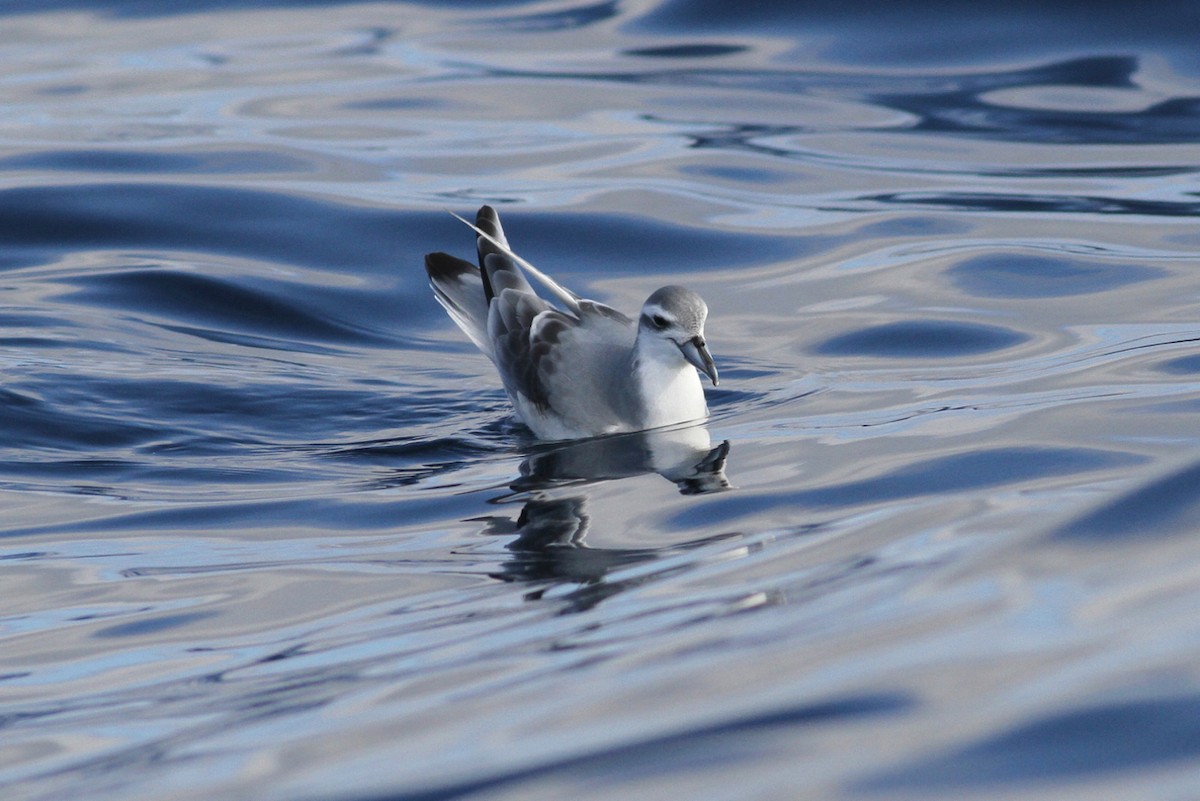 Antarctic Prion - ML159760461