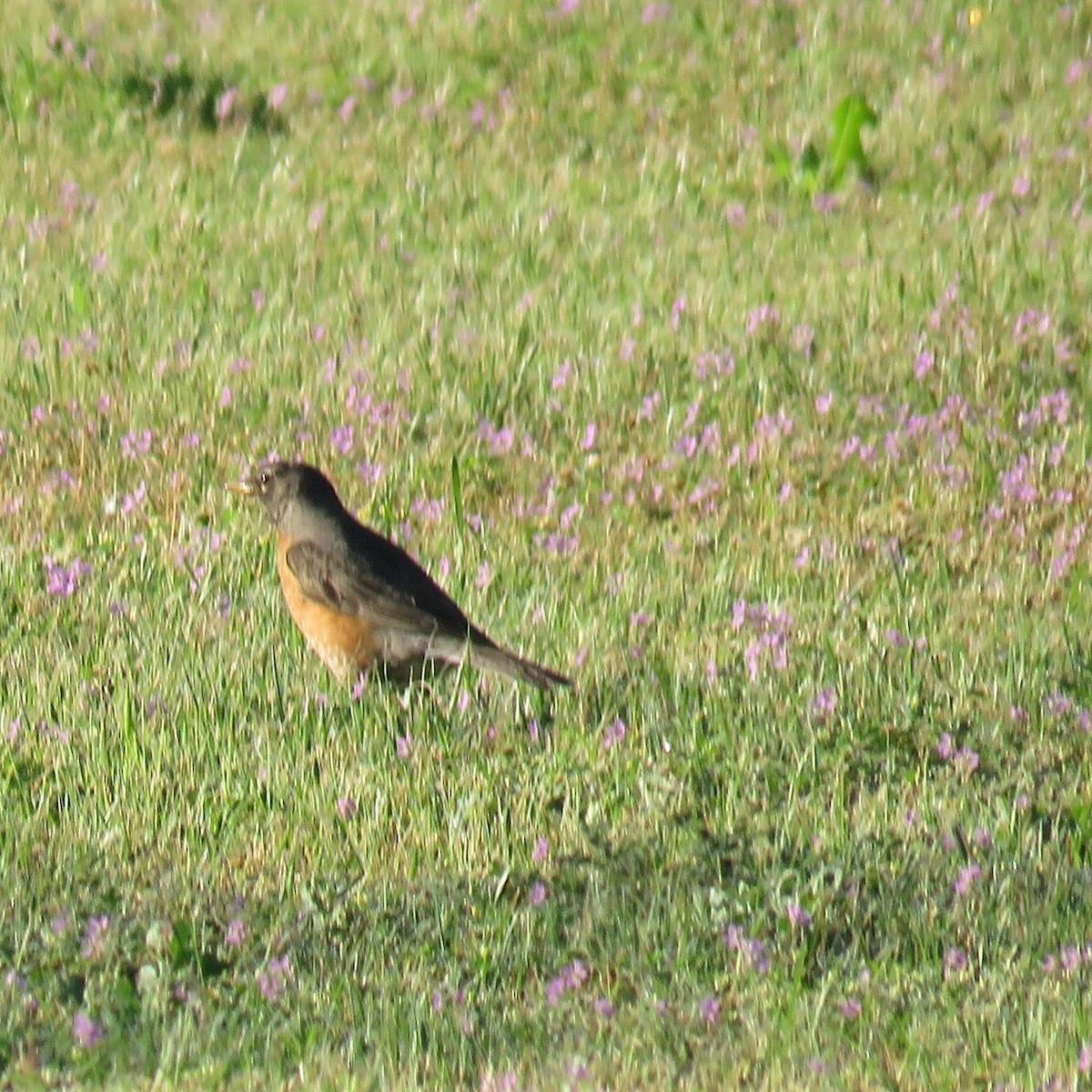 American Robin - ML159760511