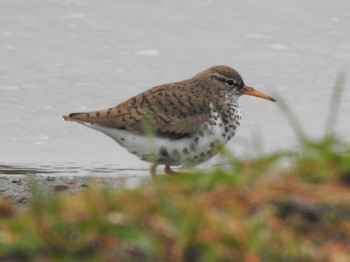 Spotted Sandpiper - ML159761341