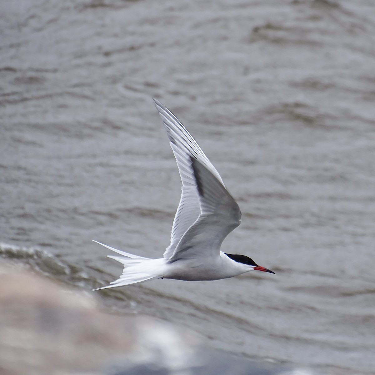 Common Tern - Logan Korte