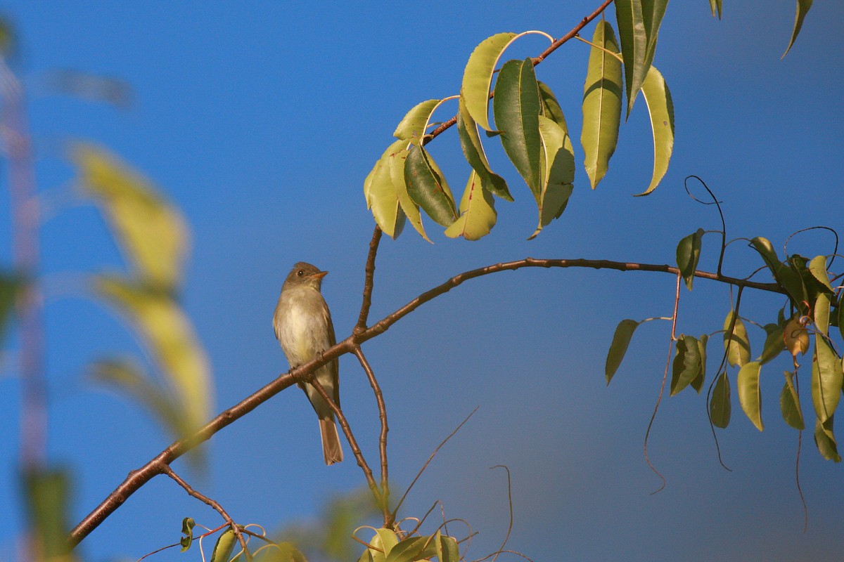 Eastern Wood-Pewee - ML159761741