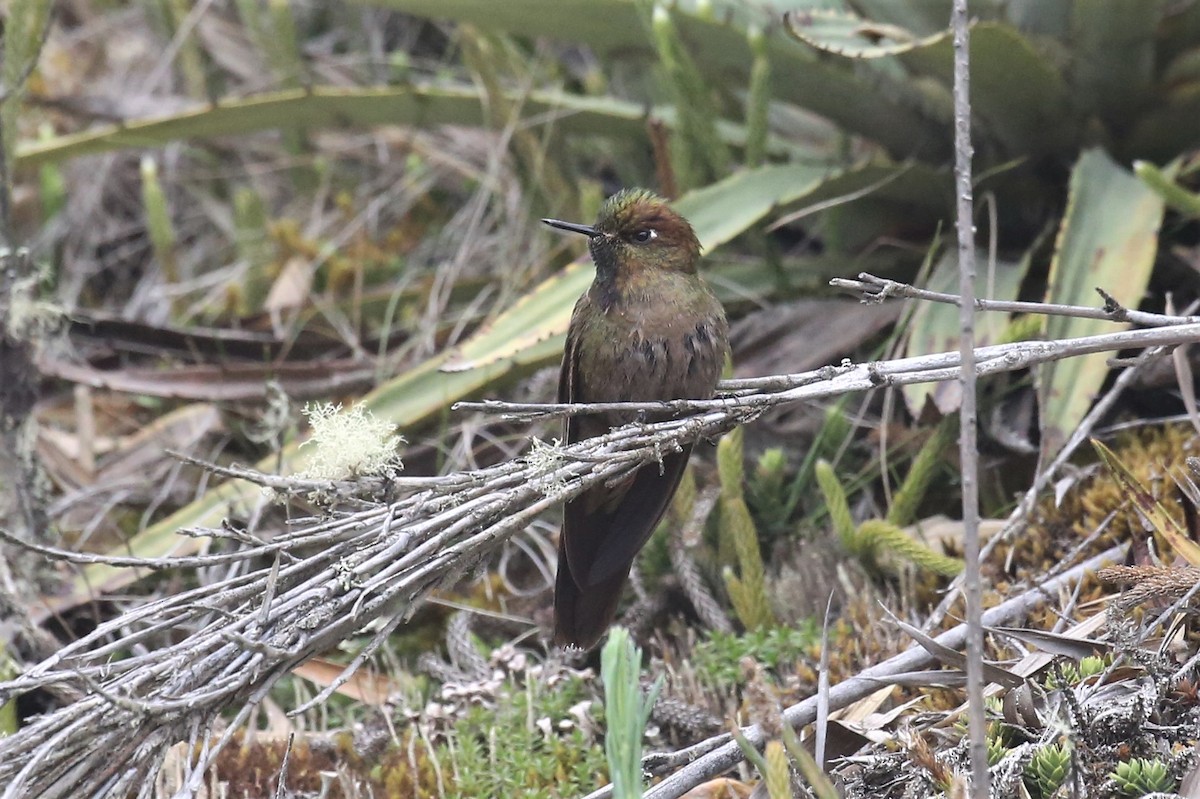 Bronze-tailed Thornbill - ML159763141