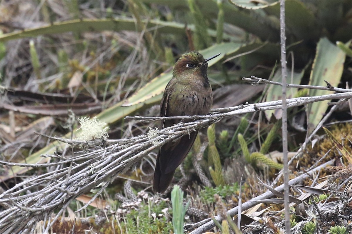 Bronze-tailed Thornbill - ML159763151