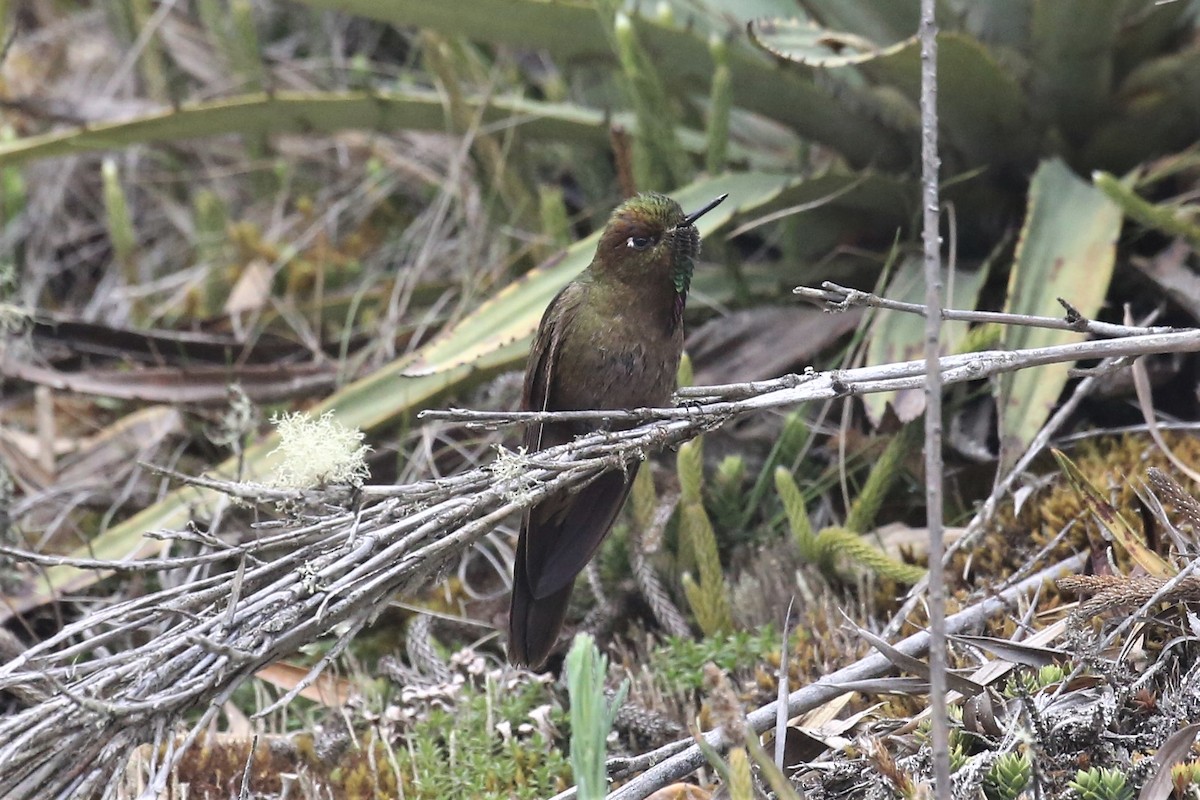 Bronze-tailed Thornbill - Charles Davies