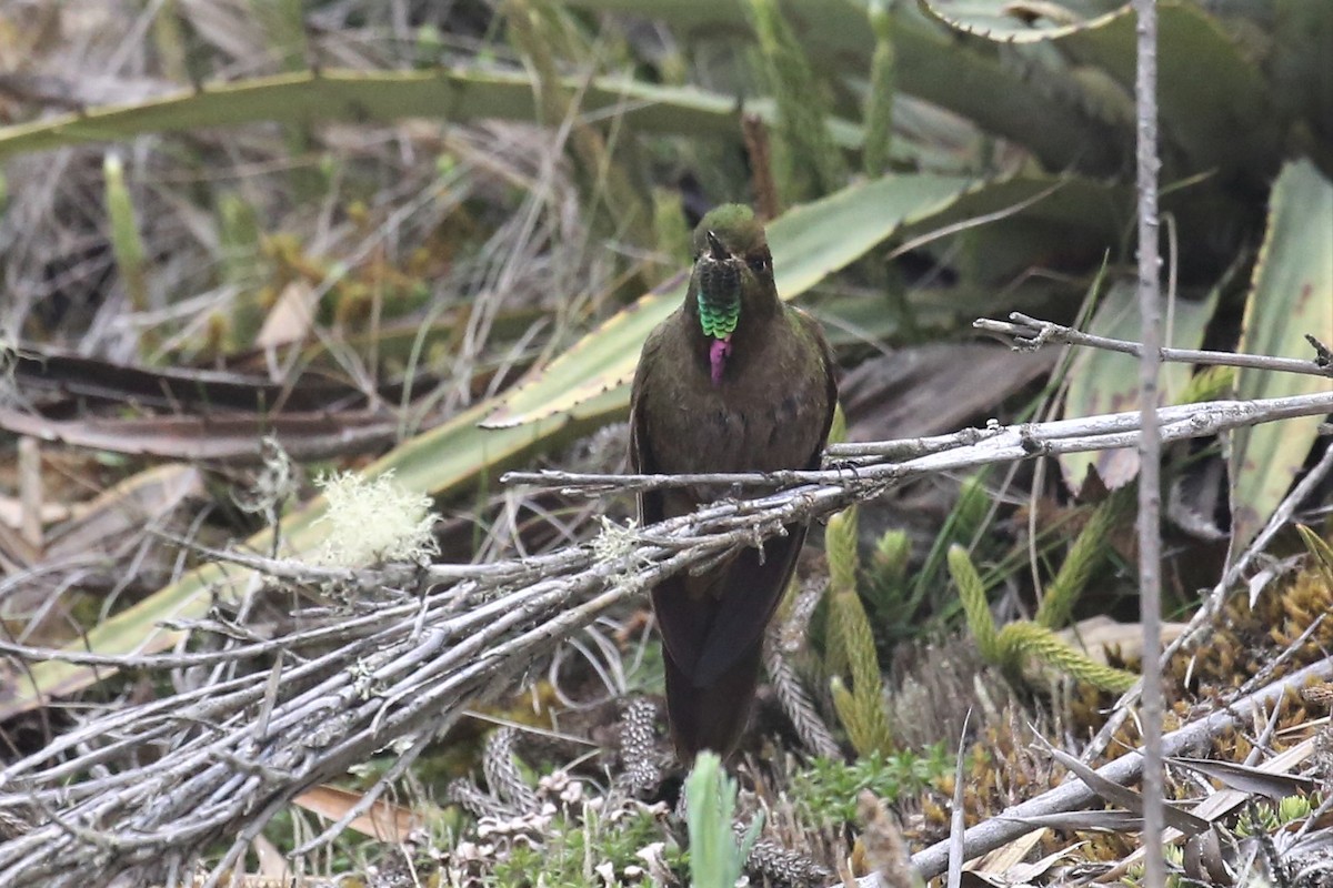 Bronze-tailed Thornbill - ML159763201