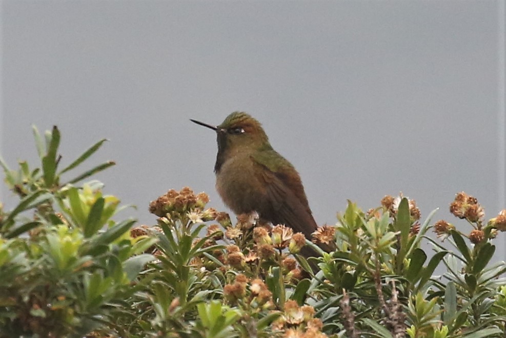 Bronze-tailed Thornbill - ML159763211