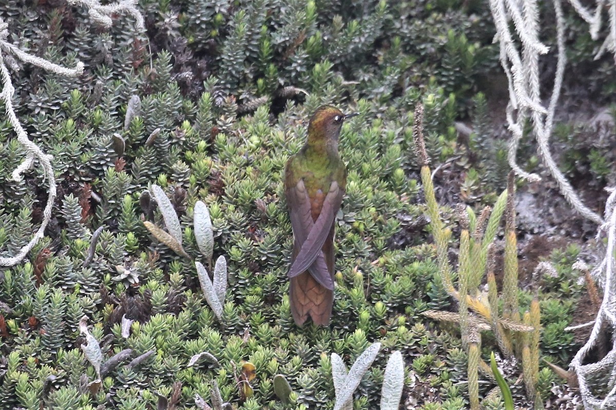 Bronze-tailed Thornbill - ML159763221