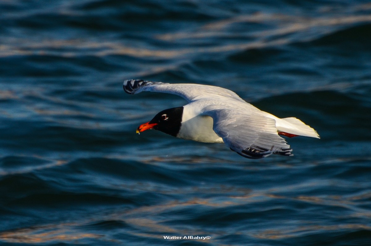 Mediterranean Gull - ML159763261