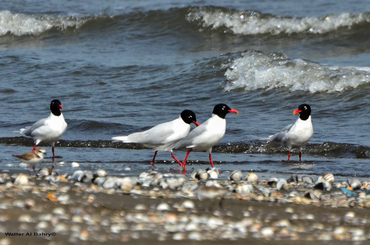 Mouette mélanocéphale - ML159763321