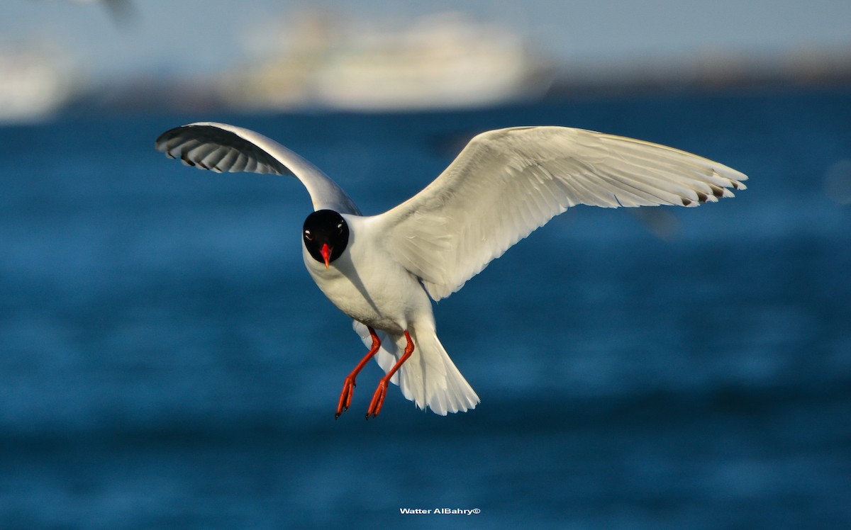 Mouette mélanocéphale - ML159763331