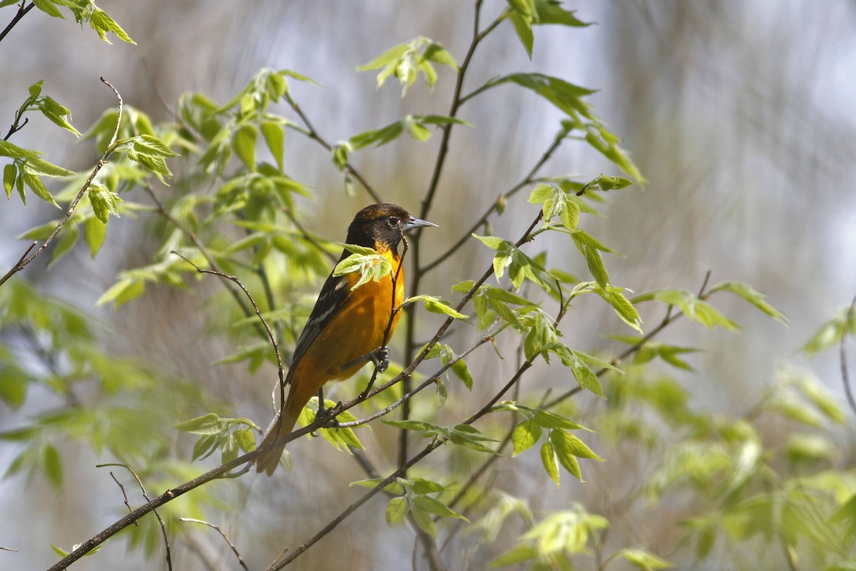 Baltimore Oriole - ML159763711