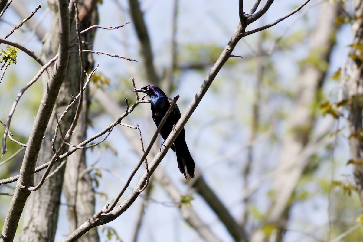 Common Grackle - ML159763761