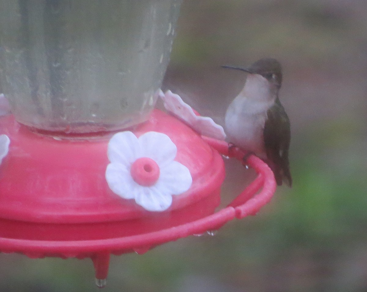 Ruby-throated Hummingbird - ML159765491