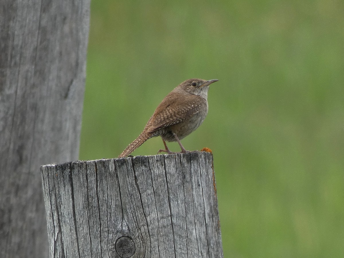 House Wren - ML159765501